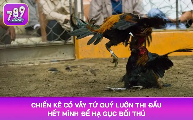 Chiến kê có vảy tứ quý luôn thi đấu hết mình để hạ gục đối thủ