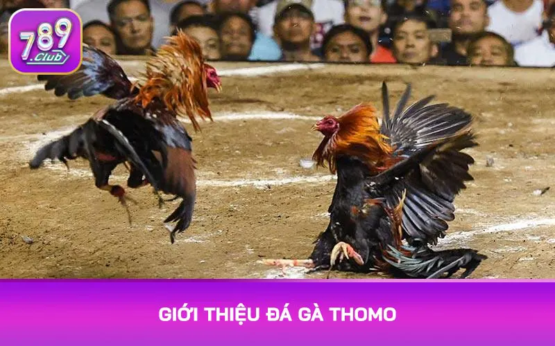 Giới thiệu đá gà Thomo