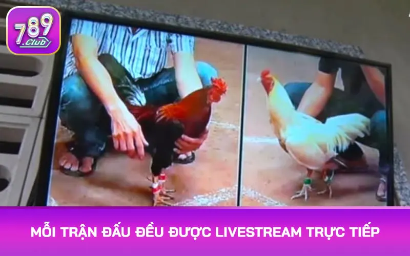 Mỗi trận đấu đều được livestream trực tiếp truyền tải không khí bùng nổ tại hiện trường